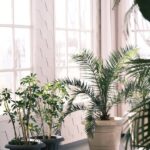 Kā izveidot mājas augu stūrīti, kas uzlabos jūsu telpas atmosfēru
